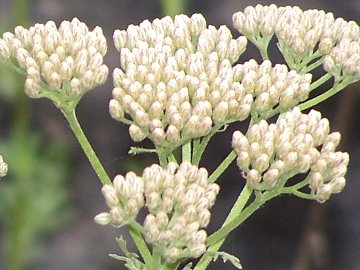 Achillea ligustica / Millefoglio ligure